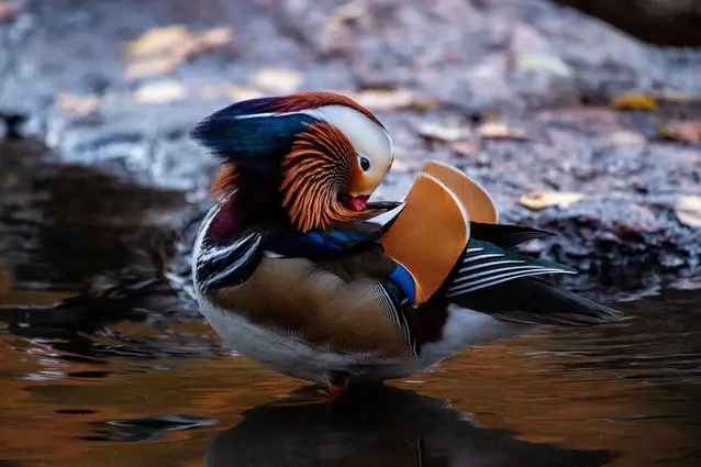 Mandarin Patinkin, the Mandarin duck of Central Park.